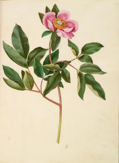 Paeonia mascula (Large-leaved Peony) by Hans Simon Holtzbecker