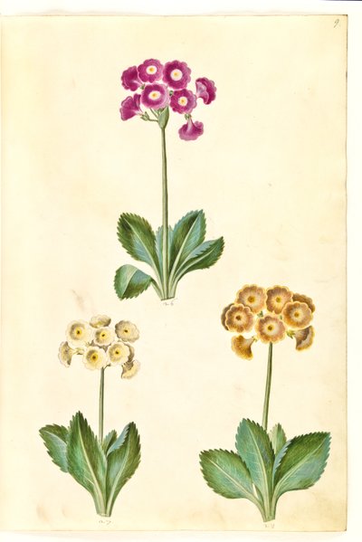 Primula ×pubescens (Garden Auricula) by Hans Simon Holtzbecker