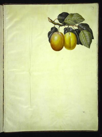 Prunus domestica (Plum) by Hans Simon Holtzbecker