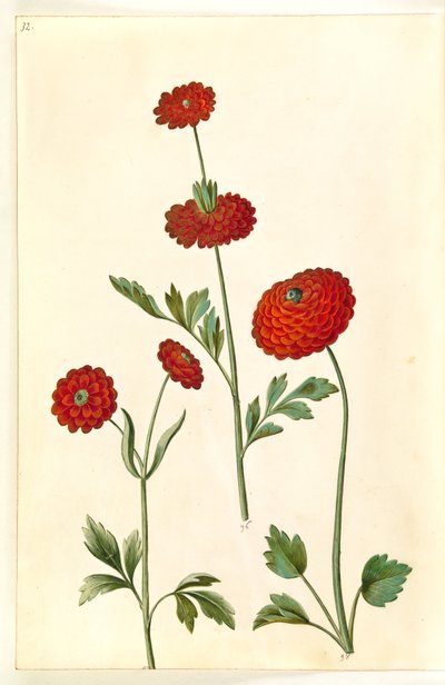 Ranunculus Asiaticus (Garden Ranunculus) by Hans Simon Holtzbecker