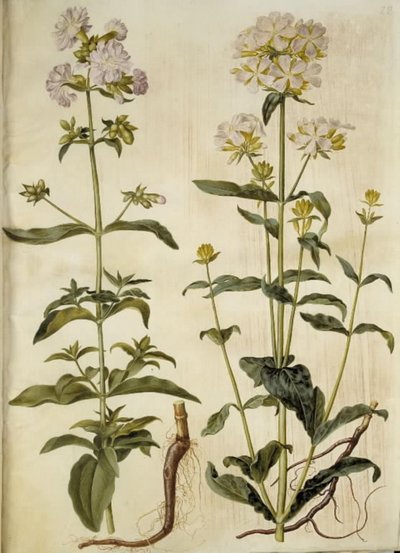 Saponaria officinalis (Common Soapwort) by Hans Simon Holtzbecker