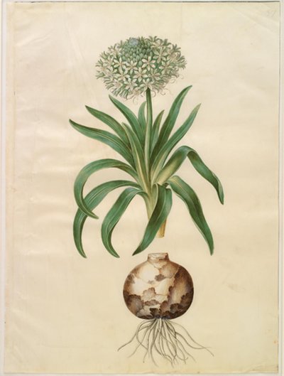 Scilla Peruviana (Giant Squill) by Hans Simon Holtzbecker