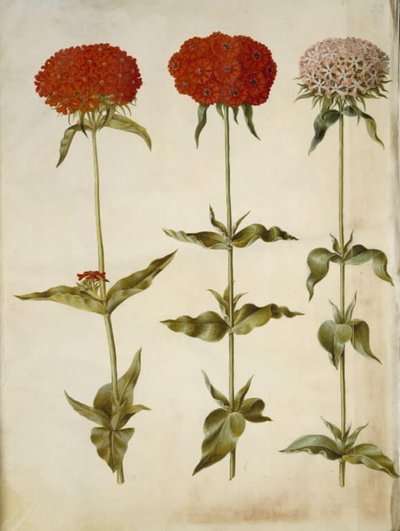 Silene chalcedonica (Burning Love) by Hans Simon Holtzbecker