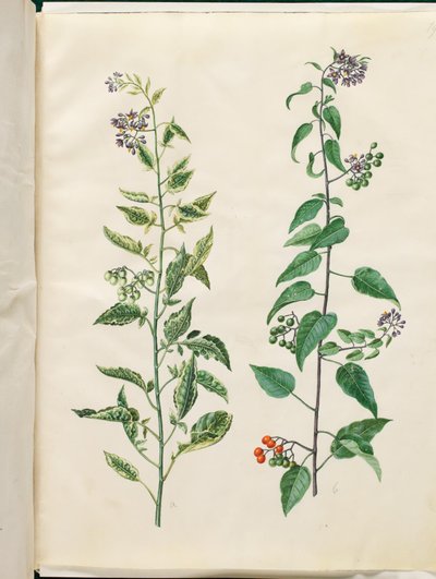 Solanum dulcamara (Bittersweet Nightshade) by Hans Simon Holtzbecker