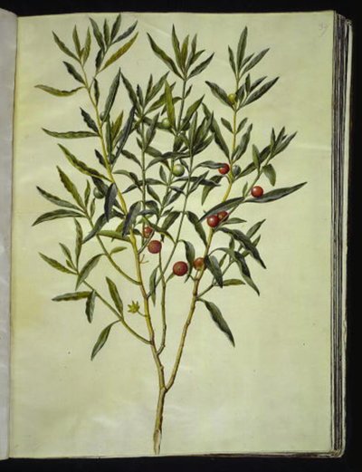 Solanum Pseudocapsicum (Jerusalem Cherry) by Hans Simon Holtzbecker