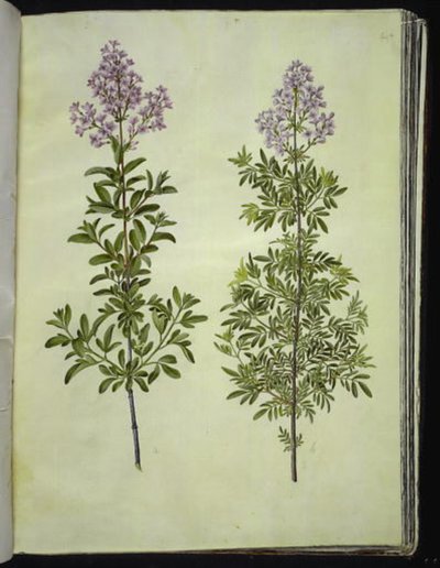 Syringa ×laciniata by Hans Simon Holtzbecker