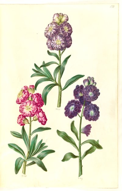 Title Page. Flower Wreath by Hans Simon Holtzbecker