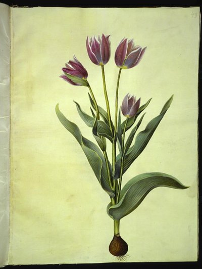 Tulipa gesneriana (Garden Tulip) by Hans Simon Holtzbecker