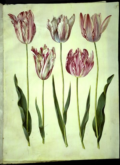 Tulip gesneriana (garden tulip) by Hans Simon Holtzbecker