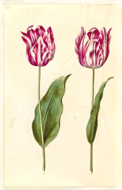 Tulipa Gesneriana (Garden Tulip) by Hans Simon Holtzbecker