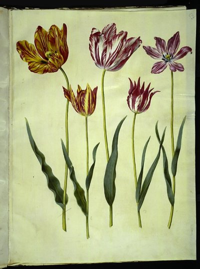 Tulipa Gesneriana (Garden Tulip) by Hans Simon Holtzbecker