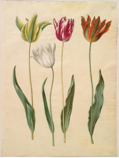 Tulipa gesneriana (garden tulip) by Hans Simon Holtzbecker