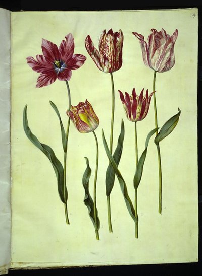 Tulipa gesneriana by Hans Simon Holtzbecker