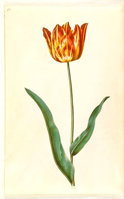 Tulipa gesneriana (Garden Tulip) by Hans Simon Holtzbecker