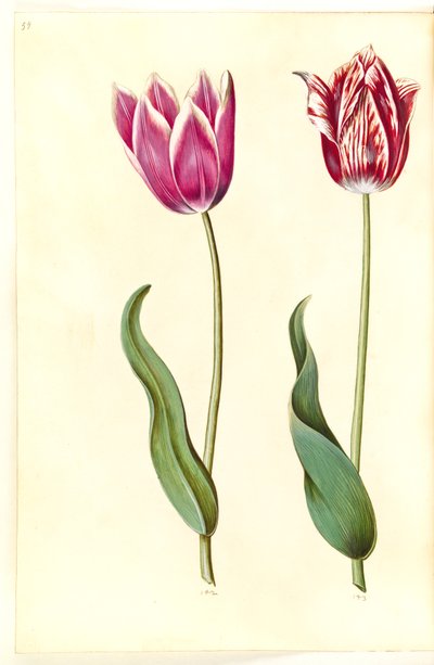 Tulipa gesneriana (Garden Tulip) by Hans Simon Holtzbecker