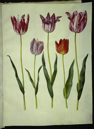 Tulipa gesneriana by Hans Simon Holtzbecker