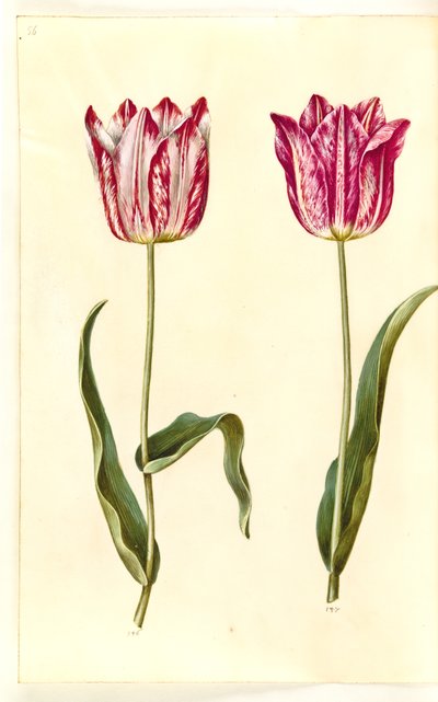 Tulipa gesneriana (garden tulip) by Hans Simon Holtzbecker