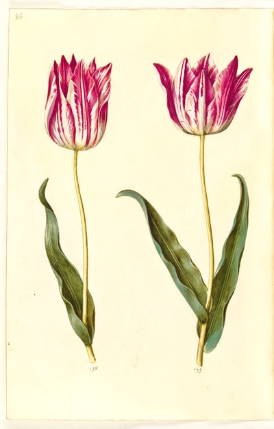 Tulipa gesneriana (Garden Tulip) by Hans Simon Holtzbecker