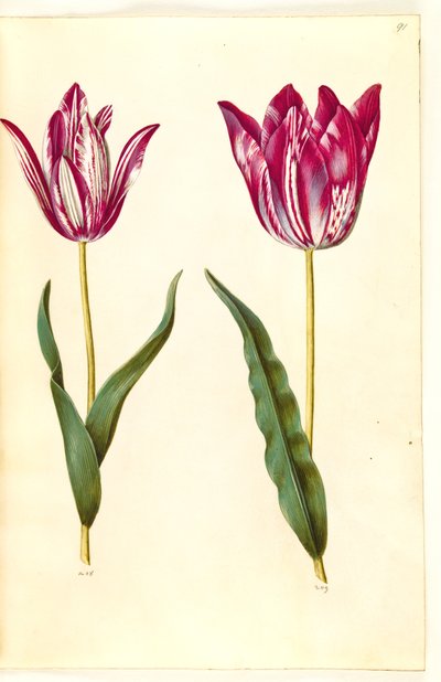 Tulipa gesneriana (Garden Tulip) by Hans Simon Holtzbecker