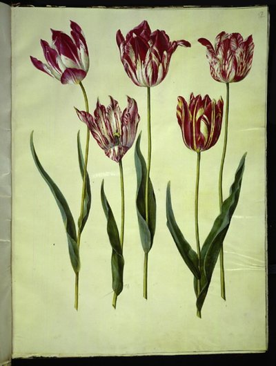 Tulipa gesneriana (Garden Tulip) by Hans Simon Holtzbecker