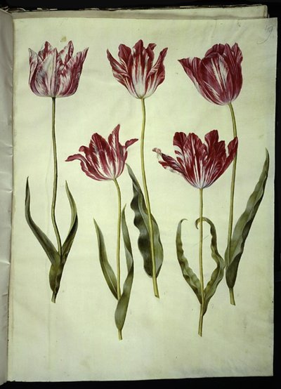 Tulipa gesneriana (Garden Tulip) by Hans Simon Holtzbecker