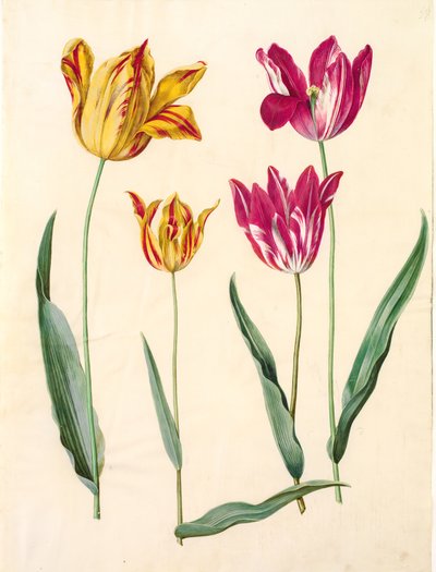 Tulipa gesneriana (Garden Tulip) by Hans Simon Holtzbecker