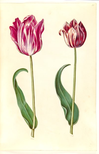 Tulipa gesneriana (Garden Tulip) by Hans Simon Holtzbecker