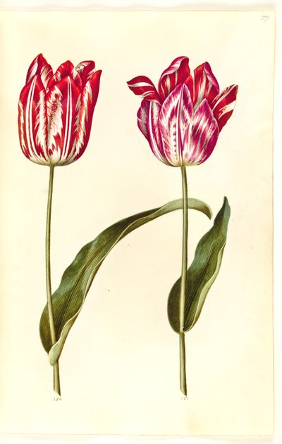 Tulipa gesneriana (Garden Tulip) by Hans Simon Holtzbecker