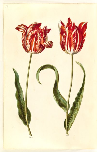 Tulipa gesneriana (Garden Tulip) by Hans Simon Holtzbecker