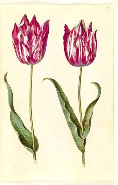 Tulipa gesneriana (Garden Tulip) by Hans Simon Holtzbecker
