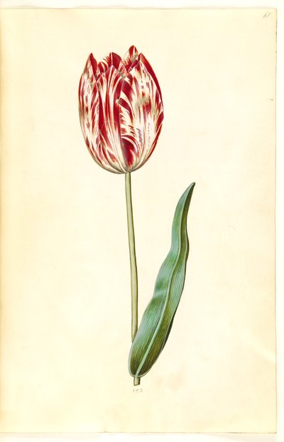Tulipa gesneriana by Hans Simon Holtzbecker