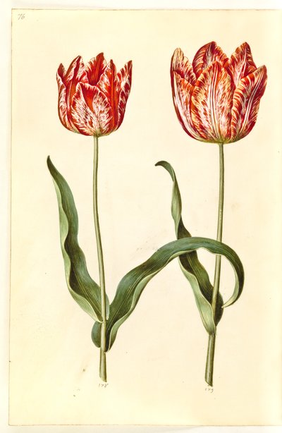 Tulipa gesneriana by Hans Simon Holtzbecker