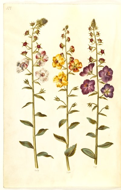 Verbascum blattaria; Verbascum phoeniceum by Hans Simon Holtzbecker