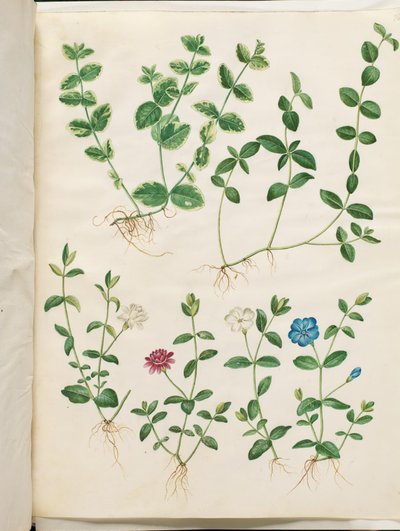 Vinca minor by Hans Simon Holtzbecker