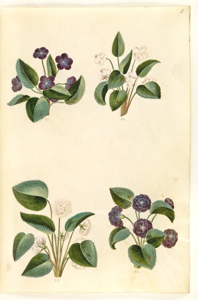 Viola odorata (March Violet) by Hans Simon Holtzbecker