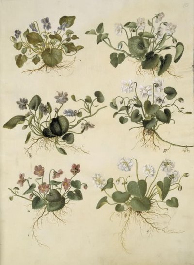 Viola odorata (March Violet) by Hans Simon Holtzbecker