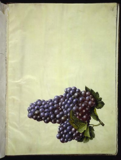 Vitis Vinifera (Common Grape Vine) by Hans Simon Holtzbecker