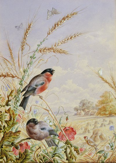 Bullfinches in a harvest field by Harry Bright