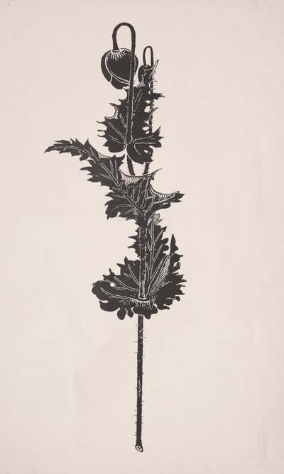 Flower Study by Harry Fenn