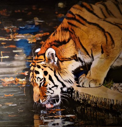 Tiger by HaskellArt