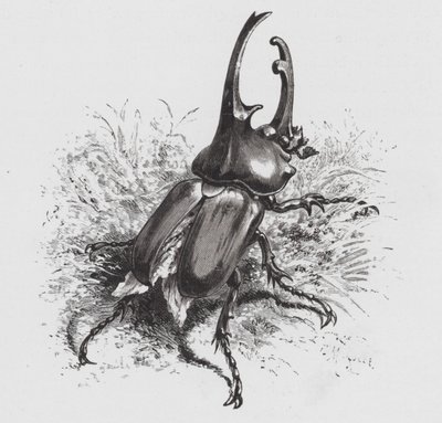 The Insect: Beetle by Hector Giacomelli