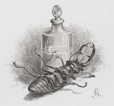 The Insect: Dead beetle by Hector Giacomelli