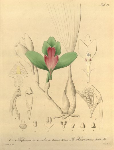 Bifrenaria inodora + harrisoniae by Heinrich Gustav Reichenbach