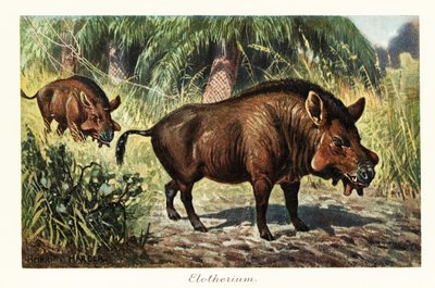 Entelodon, Extinct Genus of Entelodont Artiodactyl (Print) by Heinrich Harder