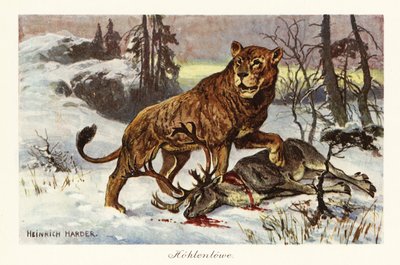 Eurasian cave lion, Panthera spelaea by Heinrich Harder
