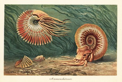 Extinct ammonites swimming in the ocean by Heinrich Harder