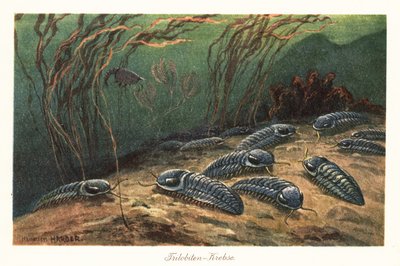 Extinct Trilobites on the Ocean Floor by Heinrich Harder