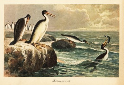 Hesperornis regalis, Extinct Flightless Bird, Cretaceous by Heinrich Harder