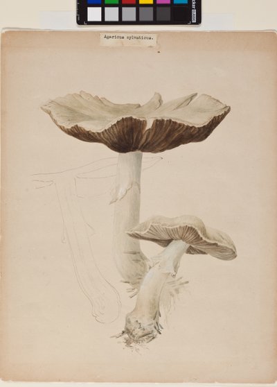 Agaricus Augustus by Helen Beatrix Potter