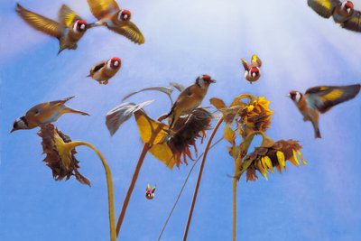 A Charm of Goldfinches by Helen White